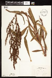 Rumex triangulivalvis image