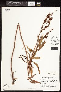 Rumex triangulivalvis image