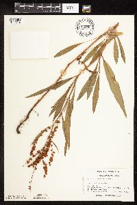 Rumex triangulivalvis image