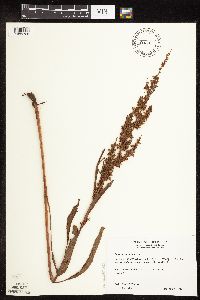Rumex triangulivalvis image