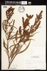 Rumex triangulivalvis image