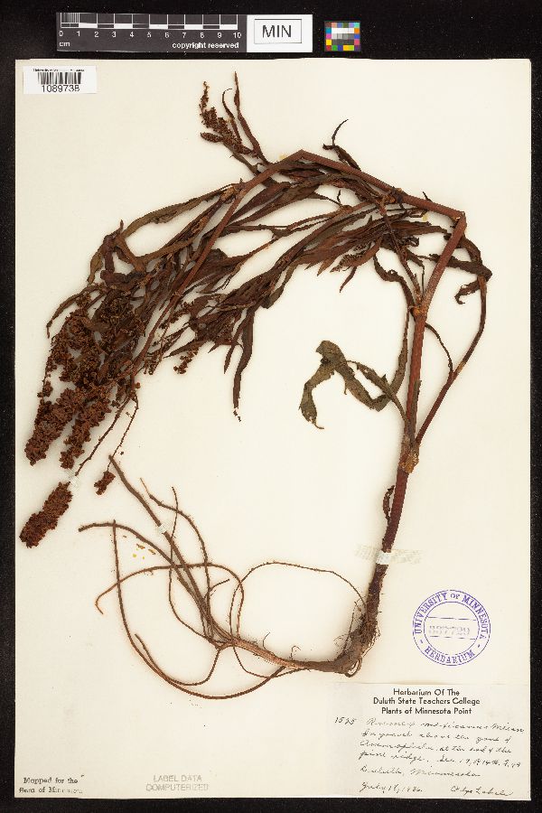 Rumex triangulivalvis image