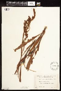 Rumex triangulivalvis image