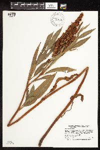 Rumex triangulivalvis image