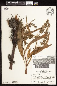 Rumex verticillatus image