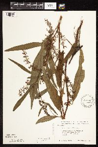 Rumex verticillatus image