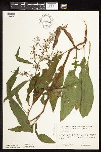 Rumex verticillatus image