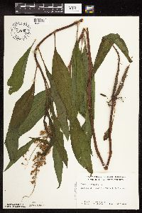 Rumex verticillatus image