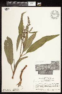 Rumex verticillatus image