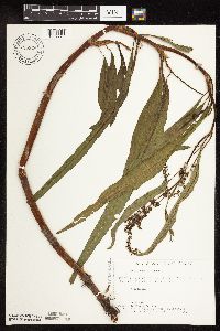 Rumex verticillatus image