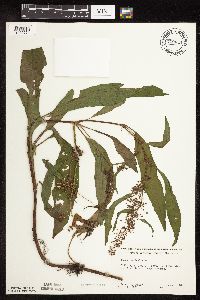 Rumex verticillatus image