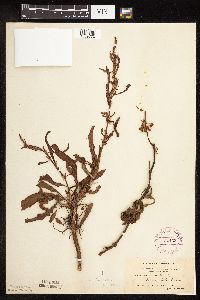 Rumex verticillatus image