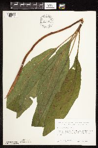 Rumex verticillatus image