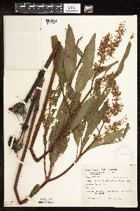 Rumex verticillatus image