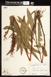 Rumex verticillatus image