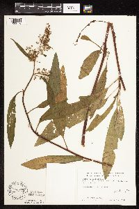 Rumex verticillatus image