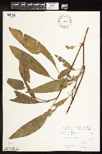 Rumex verticillatus image