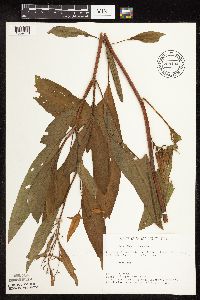 Rumex verticillatus image