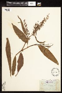 Rumex verticillatus image
