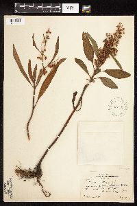 Rumex verticillatus image