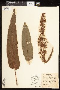 Rumex verticillatus image