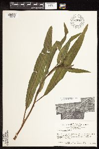 Rumex verticillatus image