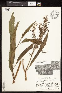 Rumex verticillatus image