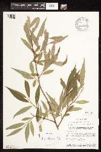 Salix alba image