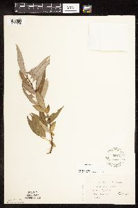 Salix alba image