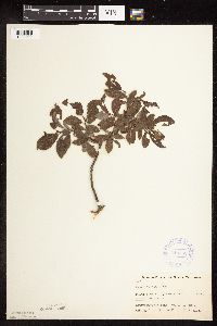 Image Associated With the Occurrence