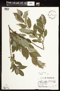 Image Associated With the Occurrence