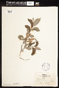 Image Associated With the Occurrence