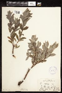 Image Associated With the Occurrence