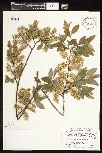 Image Associated With the Occurrence