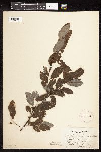 Image Associated With the Occurrence