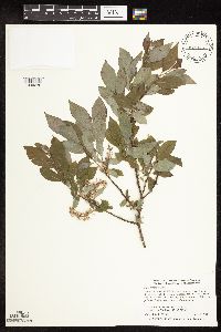 Image Associated With the Occurrence