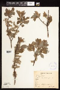 Image Associated With the Occurrence