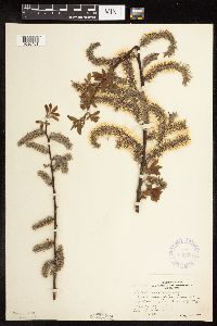Media resource of Salix discolor