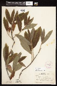 Salix discolor image