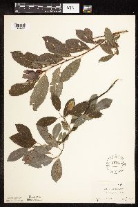 Salix discolor image