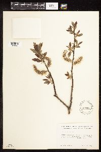 Salix discolor image