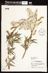 Salix famelica image