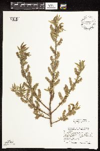 Salix famelica image