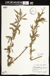 Salix famelica image