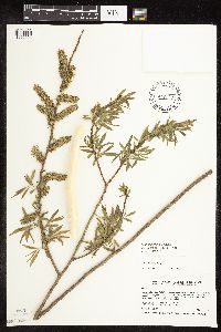 Salix famelica image