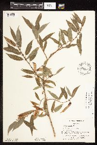 Salix famelica image
