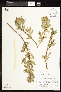 Salix x fragilis image