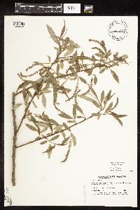 Salix x fragilis image