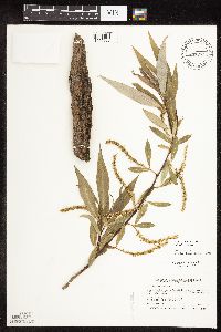 Salix x fragilis image