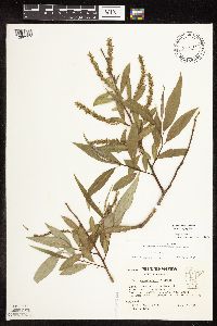 Salix x fragilis image